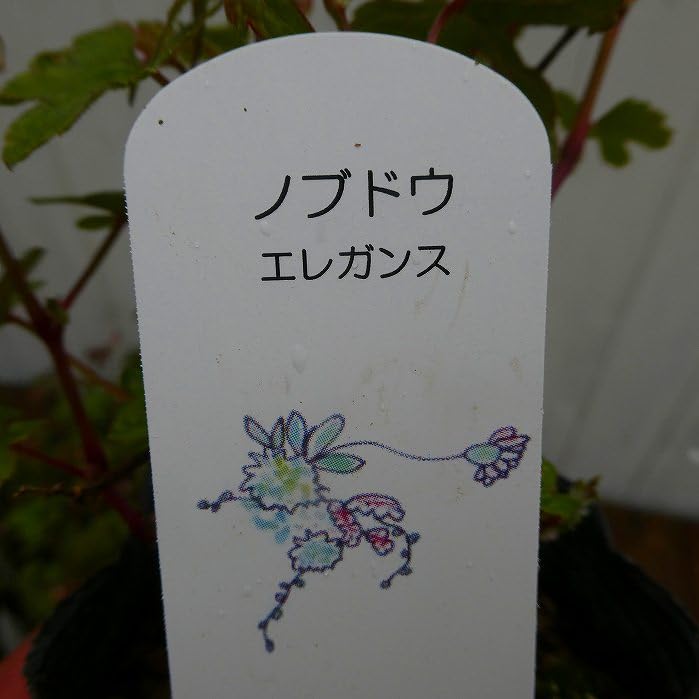 野葡萄 苗 ② ノブドウ（野葡萄）苗木 20〜50cm前後 : キヨタキナーセリー